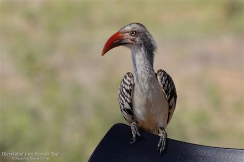 Toco Piquirrojo Sure O Tockus Rufirostris Confiado Con Humanos