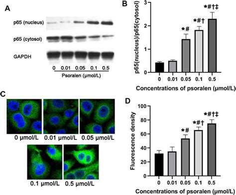 Frontiers Psoralen Promotes Proliferation Migration And Invasion Of