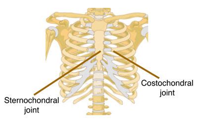 Joints Flashcards Quizlet