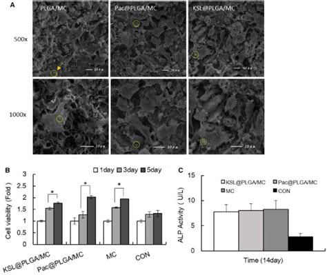 The Biocompatibility Of Ampplgamc Scaffolds A Observation Of