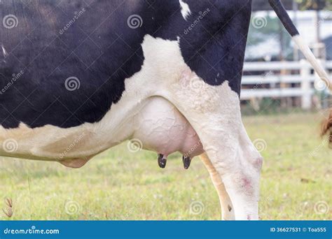 Holstein Cow Big Udder Full of Milk Stock Image - Image of beef ...