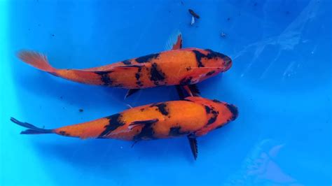 Harga Ikan Koi Surabaya Agro Koi Farm Kediri Jual Ikan Koi