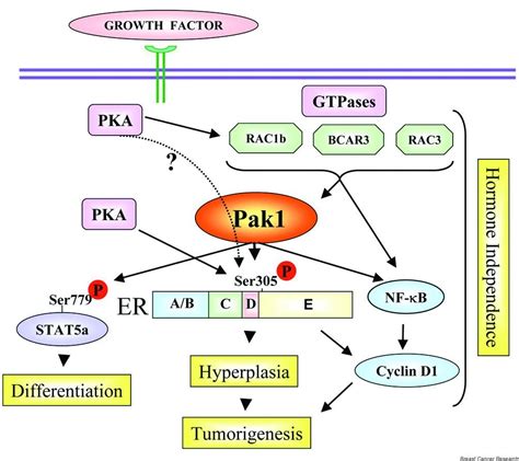 P21 Activated Kinase Signaling In Breast Cancer Breast Cancer