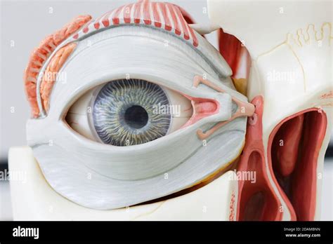 Human Eye Anatomy Model Stock Photo Alamy