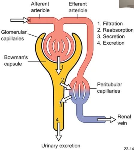 Urine Formation Proximal Convoluted Tubule Flow Of Urine Ureters