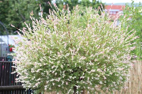 Bäume für den Garten unsere Top 30 Gartenbäume