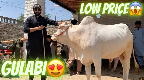 Gulabi Achay Aur Saste Janwar Indian Bull Karachi Cow Mandi