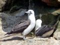 Peruvian Booby Ocean Treasures Memorial Library