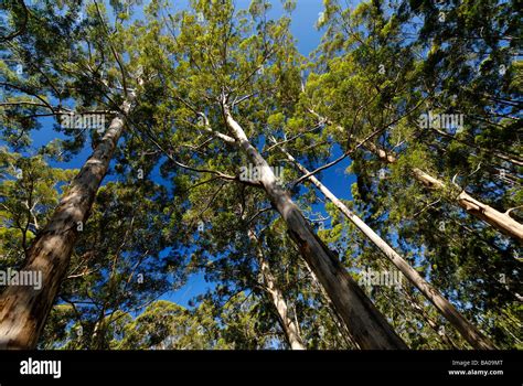 Hohe B Ume Western Australia Gloucester Nationalpark Pemberton