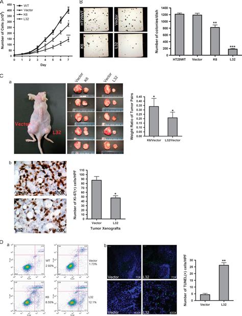 Figure From Over Expression Of Ephb Enhances Cell Cell Contacts