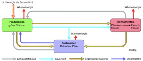 Bioz Nosen Karteikarten Quizlet