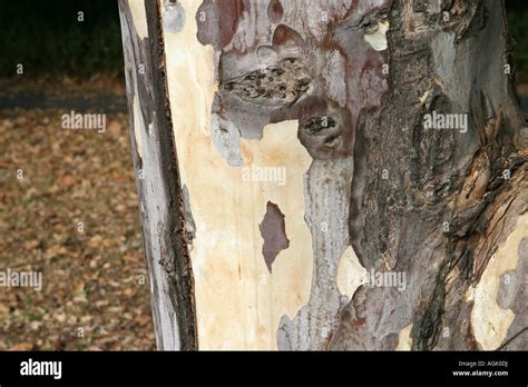 Sycamore Maple tree Stock Photo - Alamy