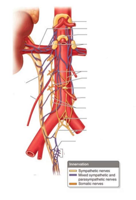 Wk 9 Ureteric Vasculature And Lymphatics 2 Diagram Quizlet