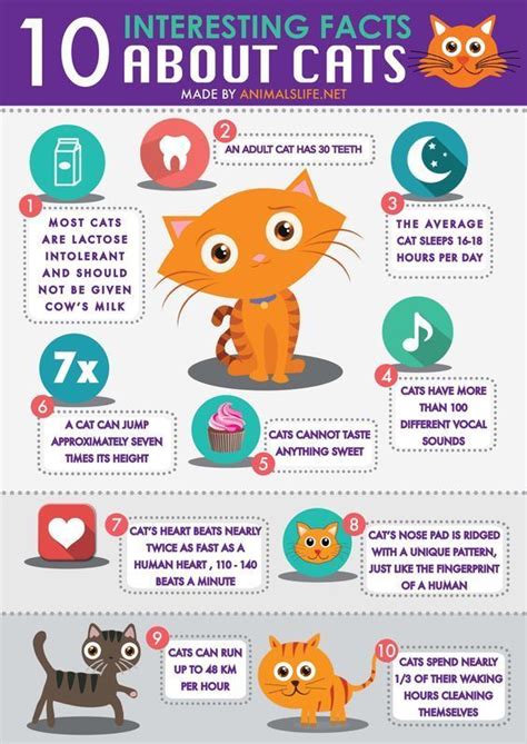 All About Cats: 10 Amazing and Fun Facts | Cat facts, Fun facts, Kitten ...