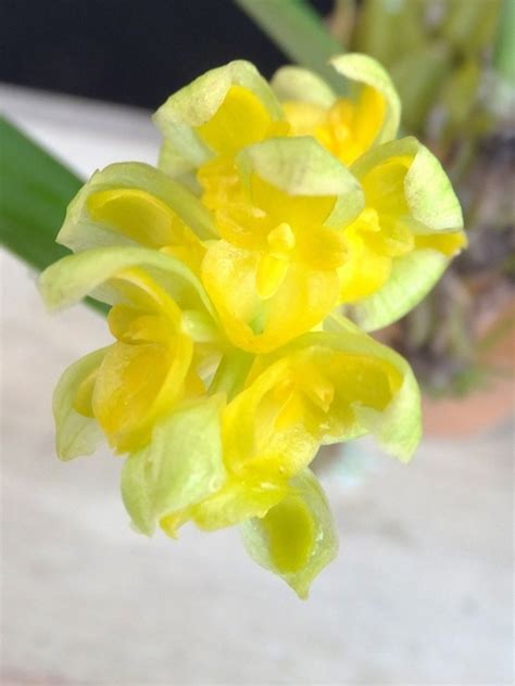 Yahoo オークション 洋蘭原種 Bulb bittnerianum 花芽つき