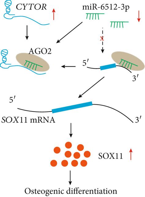 Schematic Diagram Of Potential Mechanisms Involved In Cytor Mediated