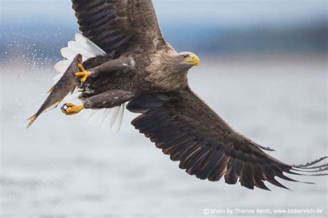 Foto Seeadler Nach Erfolgreicher Jagd Thomas Reich Bilderreich