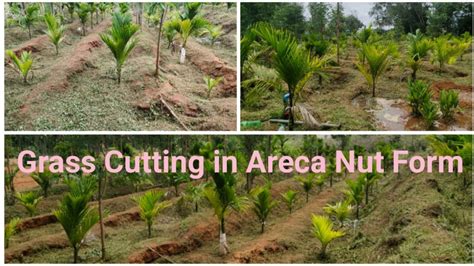 Grass Cutting In Areca Nut Plants In India Arecanut Grasscutting