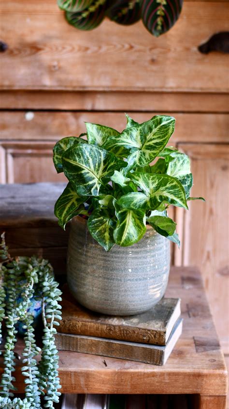Syngonium Nephthytis Arrowhead plant – Happy Houseplants