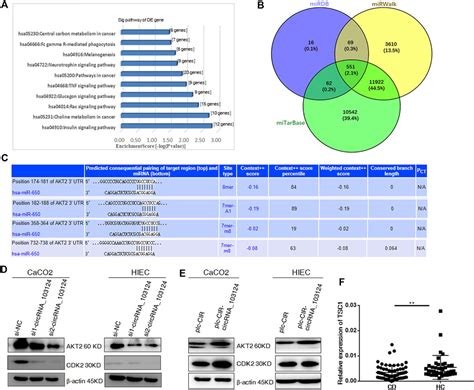 Frontiers Hsa CircRNA 103124 Upregulation In Crohns Disease Promotes