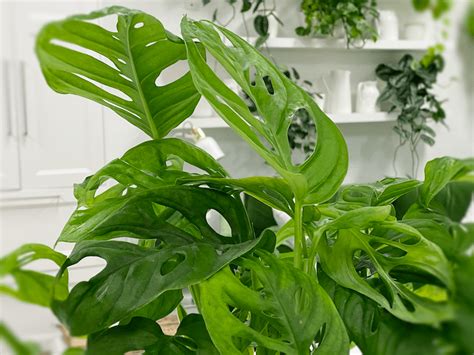 Swiss Cheese Plant Monstera Adansonii Care Difficulty Easy