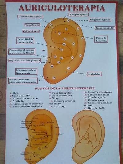 L Mina P Ster Y Tarjetas De Auriculoterapia Acupuntura Mercado Libre