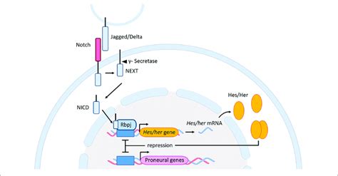 Notch Signaling Pathway In Zebrafish And Mouse Upon Interaction