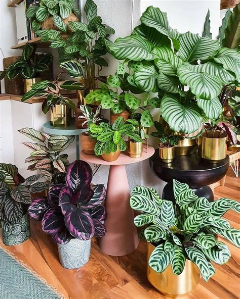 Indoor Plants on Instagram: "🍃 Family photo of #calathea 🌿 Do you have ...