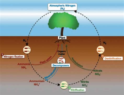 Diagram Of Nitrogen Cycle