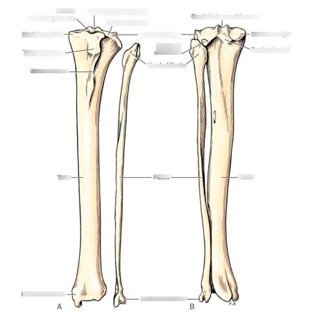 Tibia And Fibula Diagram Quizlet