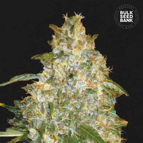 Auto Good Wild Shark Bulk Seed Bank Cannalogia Autoflower