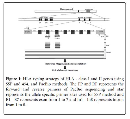 Comparative Analyses Of Low Medium And High Resolution Hla Typin