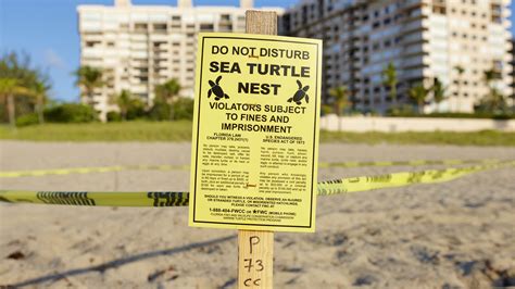 Florida’s Sea Turtle Nesting Season Turtle Tips Opal Collection