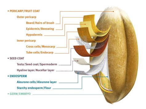 Diagram Of Wheat