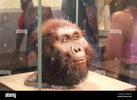 Museo De La Evolucion Humana Fotografías E Imágenes De Alta Resolución Alamy