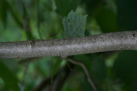 American Hazelnut Tree Facts