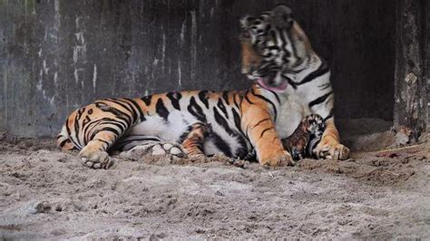 Tigress ‘sheela Gives Birth To 3 Cubs In Siliguris Bengal Safari Park