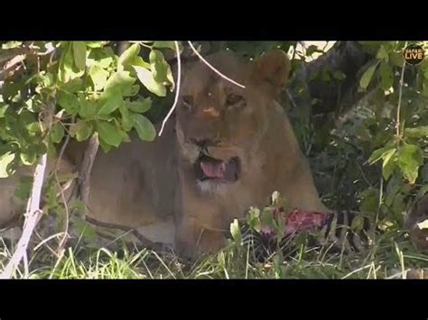 Safari Live The Nkuhuma Pride Still On The Zebra Kill This Afternoon