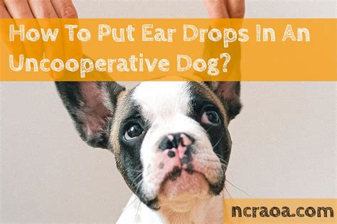 How To Put Ear Drops In An Uncooperative Dog | NCRAOA