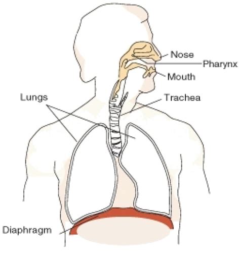 Respiratory System ‹ OpenCurriculum