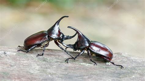 Rhinoceros beetle, Rhino beetle,Fighting beetle Stock Photo by ©wonderisland 84101498