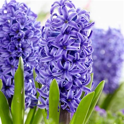 Hyacinth Blue Pearl Pheasant Acre Plants