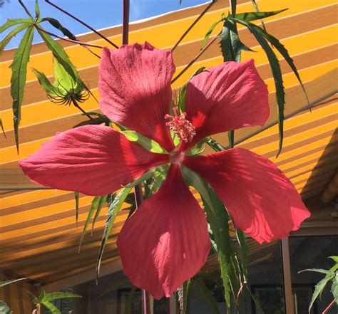 Hibiscus Coccineus Seeds From Chiltern Seeds Chiltern Seeds