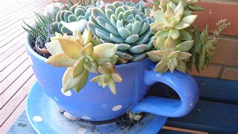 My Tea Cup Planter Full Of Succulents One Of My Favourites Tea Cup