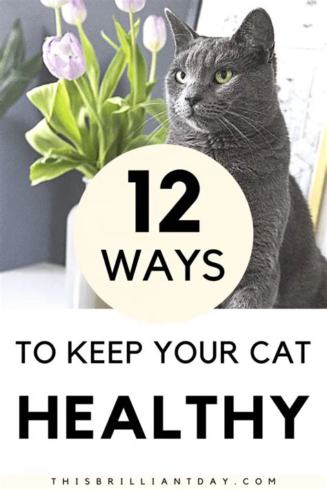 How To Keep Your Cat Healthy 12 Important Tips This Brilliant Day