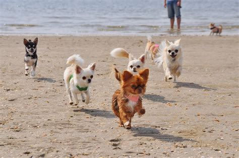 Flying Chihuahuas on the beach! | Oh, Chihuahua! | Pinterest