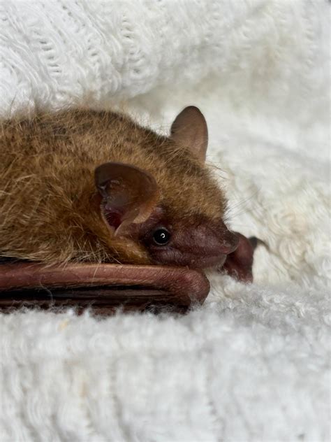 Pennsylvania Bat Conservation and Rehabilitation | Mertztown PA
