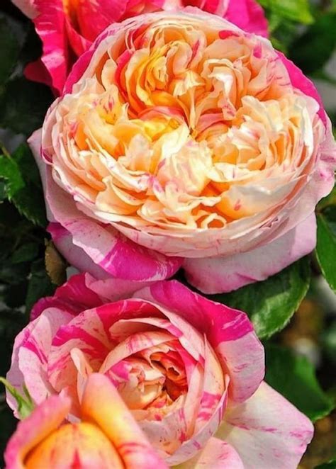 Rose Claude Monet 莫奈 1 Gal Live Plant Shrub Rose Etsy Beautiful