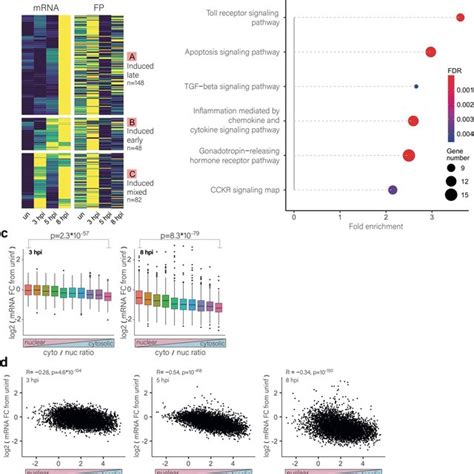 Measurement Of Protein Synthesis Using The OPP Assay A Scheme Of