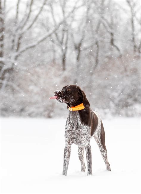 Dogs In Winter Gallery - Firefly Pet Photography - SE Michigan